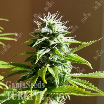 Auto AK x Somango feminised Ganja Seeds