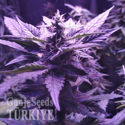 Auto AK 49 feminised Ganja Seeds