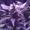 Auto AK 49 feminised Ganja Seeds Online kenevir tohumu