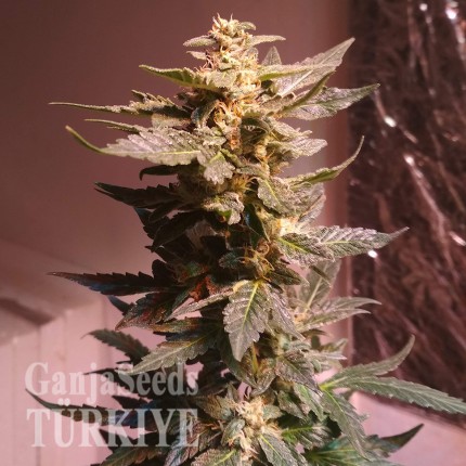 Auto AK 49 feminised Ganja Seeds