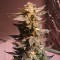 Auto AK 49 feminised Ganja Seeds Eve teslim kenevir tohumları