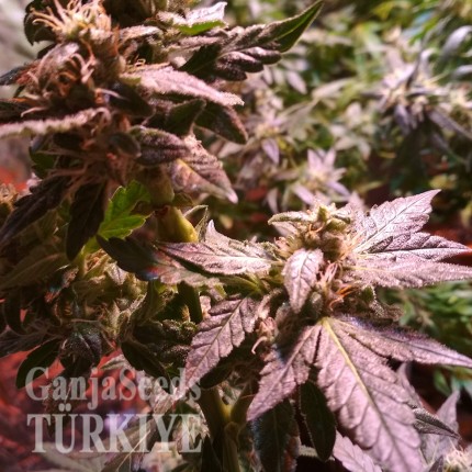 Auto AK 49 feminised Ganja Seeds