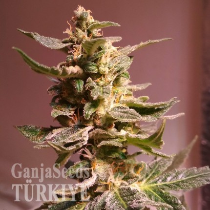 Auto AK 49 feminised Ganja Seeds