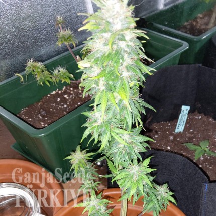 Auto AK 49 feminised Ganja Seeds