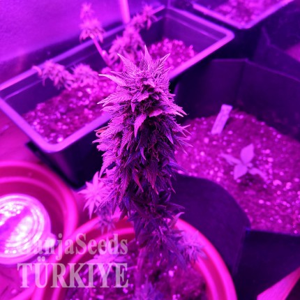 Auto AK 49 feminised Ganja Seeds