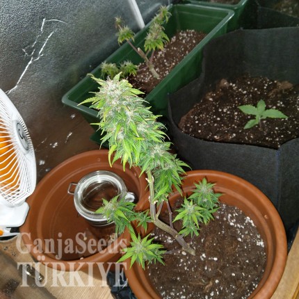 Auto AK 49 feminised Ganja Seeds