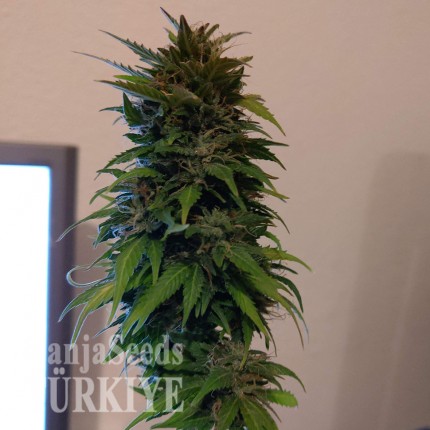 Auto AK 49 feminised Ganja Seeds