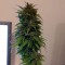 Auto AK 49 feminised Ganja Seeds Ucuz kenevir tohumu fiyatları