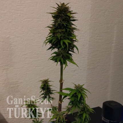 Auto AK 49 feminised Ganja Seeds