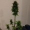 Auto AK 49 feminised Ganja Seeds Yüksek verimli kenevir tohumları