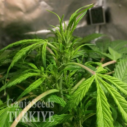 Auto AK 49 feminised Ganja Seeds