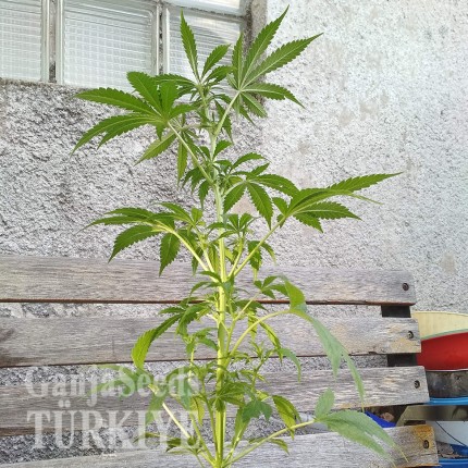 Auto AK 49 feminised Ganja Seeds