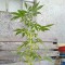 Auto AK 49 feminised Ganja Seeds Güçlü kenevir tohumları