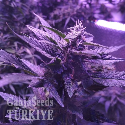 Auto AK 49 feminised Ganja Seeds