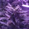 Auto AK 49 feminised Ganja Seeds Acemiler için kenevir tohumları