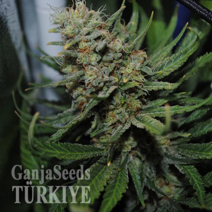 Auto Super Critical feminised Ganja Seeds