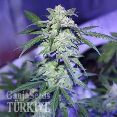 Auto AK 47 feminised Ganja Seeds