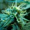 GanjaSeeds internet mağazasından online kenevir tohumu siparişi ver Blue Mango feminised Ganja Seeds