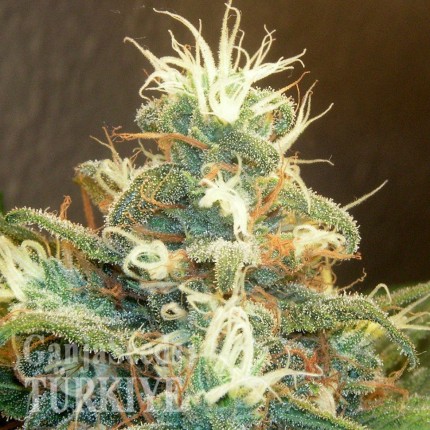 Blue Mango feminised Ganja Seeds