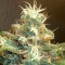 GanjaSeeds internet mağazasında fotoperiyod dişileştirilmiş kenevir tohumları Blue Mango feminised Ganja Seeds