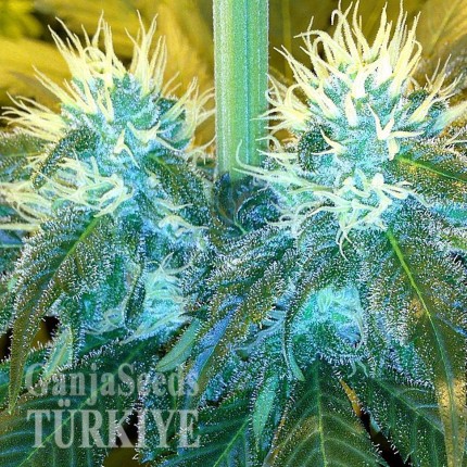 Blue Mango feminised Ganja Seeds