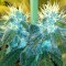 Blue Mango feminised Ganja Seeds Yüksek verimli kenevir tohumları