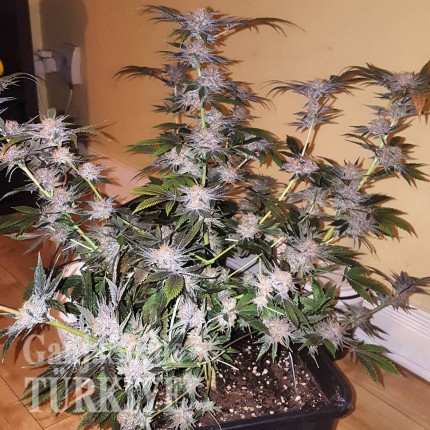 Blue Mango feminised Ganja Seeds