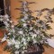 Blue Mango feminised Ganja Seeds Kenevir kültürü tohumları