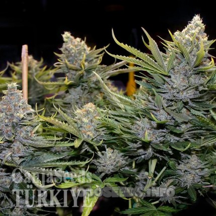 Blue Mango feminised Ganja Seeds