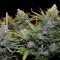 Blue Mango feminised Ganja Seeds Orijinal ambalajda kenevir tohumları