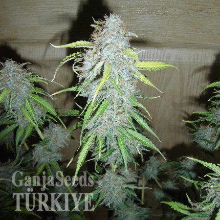 Blue Mango feminised Ganja Seeds