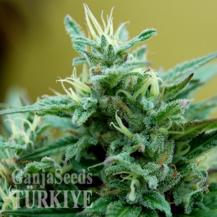 Blue Mango feminised Ganja Seeds