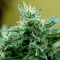 Blue Mango feminised Ganja Seeds Acemiler için kenevir tohumları