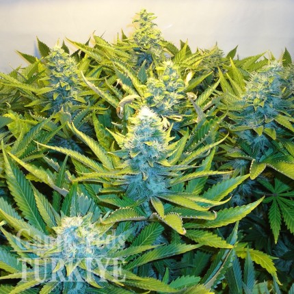 Blue Mango feminised Ganja Seeds