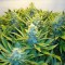 Blue Mango feminised Ganja Seeds Tıbbi kenevir tohumları