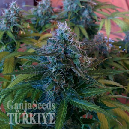 Blue Mango feminised Ganja Seeds