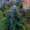 Blue Mango feminised Ganja Seeds Tıbbi sınıf kenevir çeşidi tohumları