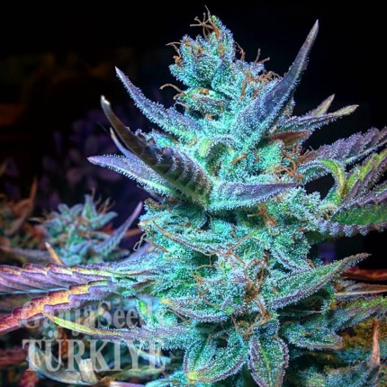 Blue Mango feminised Ganja Seeds