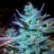 Blue Mango feminised Ganja Seeds Elit kenevir çeşidi tohumları