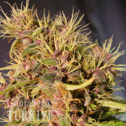 Blue Mango feminised Ganja Seeds