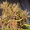 Blue Mango feminised Ganja Seeds Kenevir tohumları internet mağazası