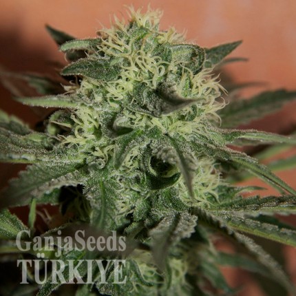 Auto Super Lemon Haze CBD feminised Ganja Seeds