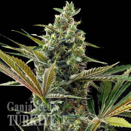 Auto Super Lemon Haze CBD feminised Ganja Seeds