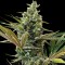 Auto Super Lemon Haze CBD feminised Ganja Seeds