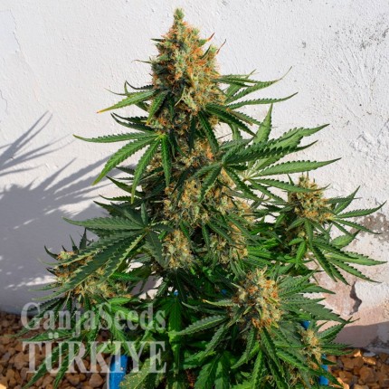 Auto Super Lemon Haze CBD feminised Ganja Seeds