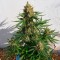 Auto Super Lemon Haze CBD feminised Ganja Seeds