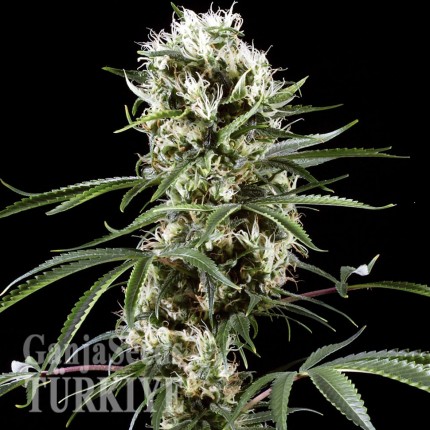 Auto Super Lemon Haze CBD feminised Ganja Seeds