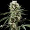 Auto Super Lemon Haze CBD feminised Ganja Seeds