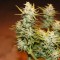 Türkiye’de Auto Dolche Cheese feminised Ganja Seeds kenevir tohumu