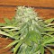 İstanbul’da  Auto Dolche Cheese feminised Ganja Seeds kenevir tohumu